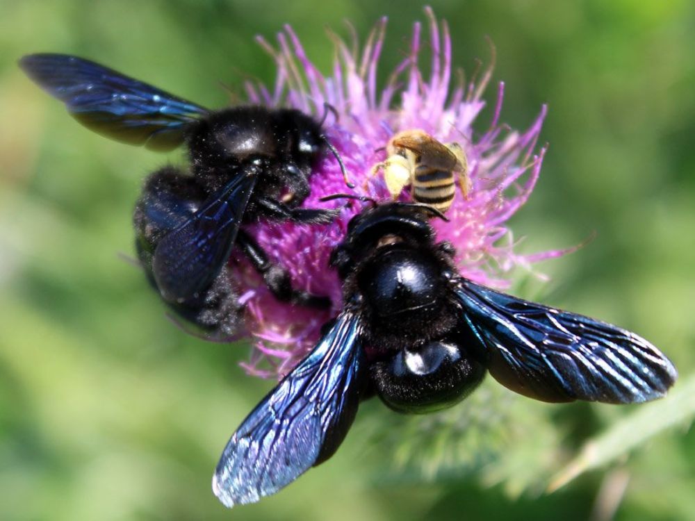 Corps de l'abeille charpentière