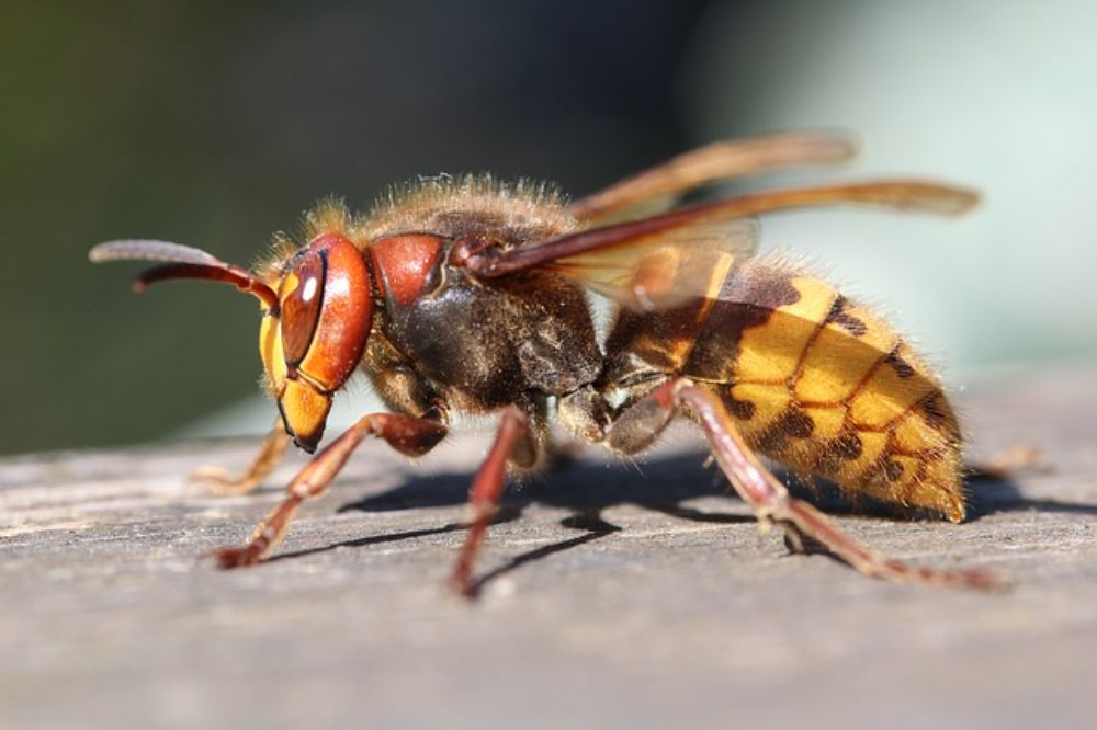 Frelon européen