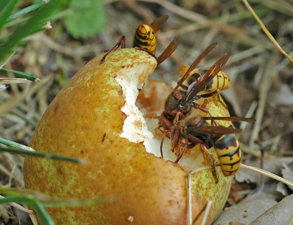 Alimentation du frelon européen